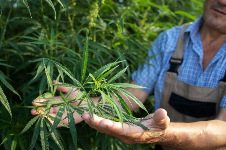 A Growing Industry: How Hemp Farmers Can Recruit Workers With H-2A Visas